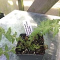 Cyathea lepifera (Flying Spider-monkey tree fern)